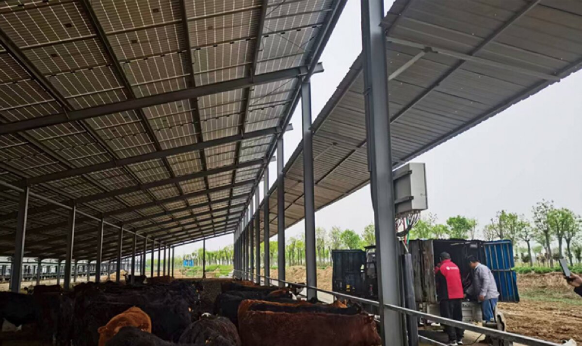 信橋鋼構(gòu)：打卡蒙陰農(nóng)業(yè)溫室大棚、青州黑牛養(yǎng)殖基地！(圖4)