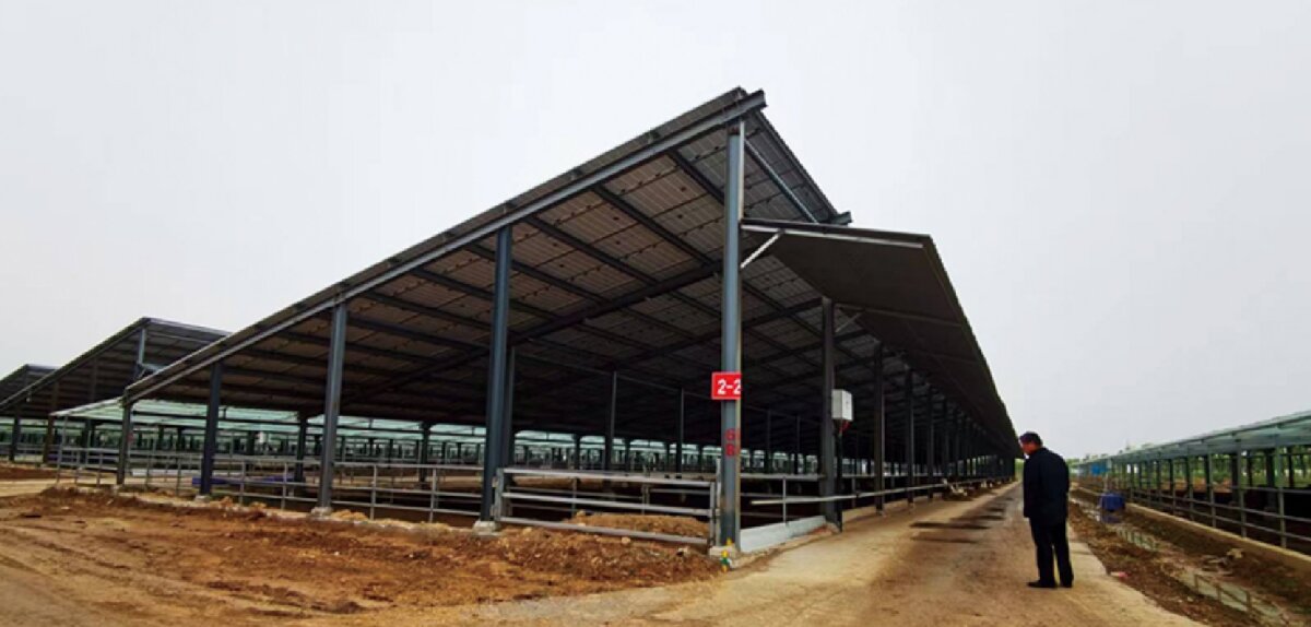 信橋鋼構(gòu)：打卡蒙陰農(nóng)業(yè)溫室大棚、青州黑牛養(yǎng)殖基地！(圖5)